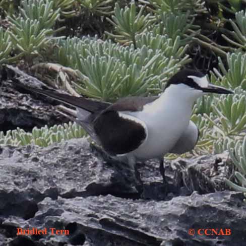 Bridled Tern