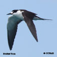 Bridled Tern range map