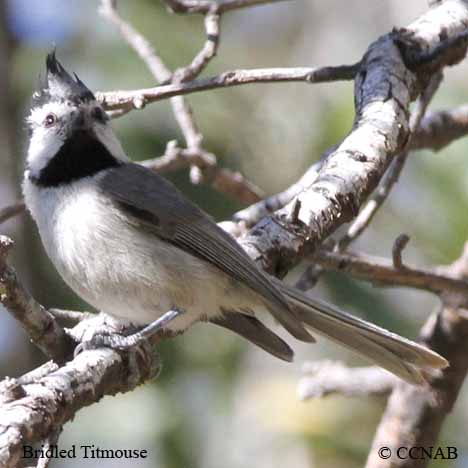 Bridled Titmouse