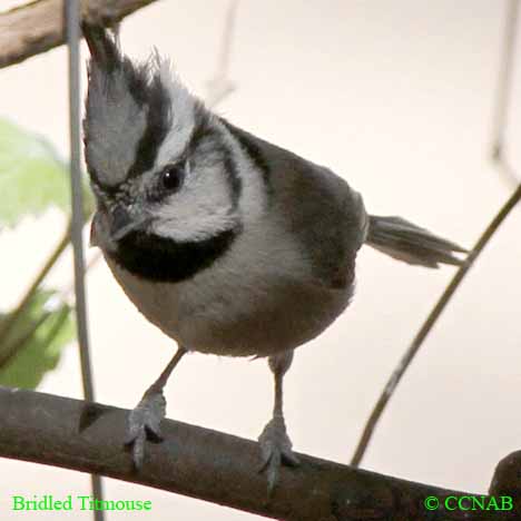 Bridled Titmouse