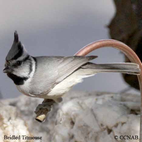 Bridled Titmouse