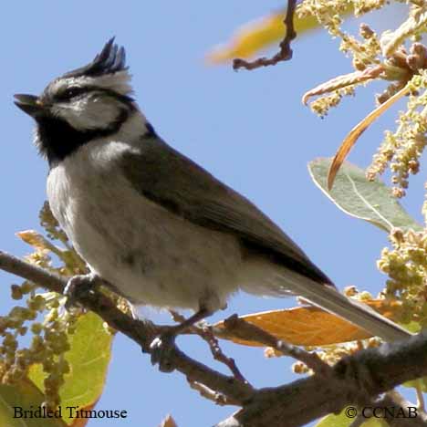 Bridled Titmouse