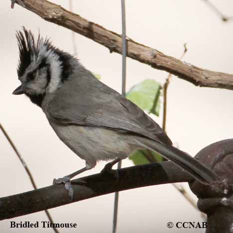 Birds of North America