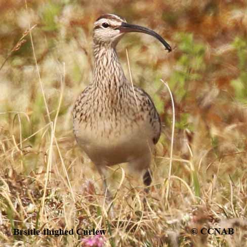 Bristle-thighed Curlew