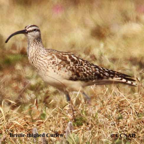 Bristle-thighed Curlew