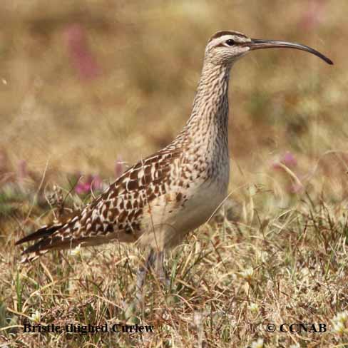 Bristle-thighed Curlew