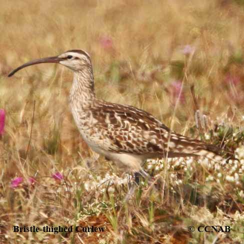 Birds of North America