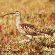 Bristle-thighed Curlew range map