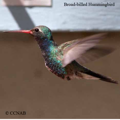 Broad-billed Hummingbird