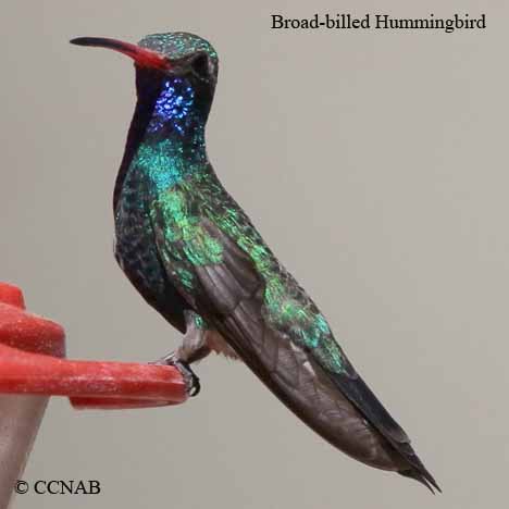 Broad-billed Hummingbird