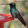 Broad-billed Hummingbird range map