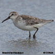 Broad-billed Sandpiper range map