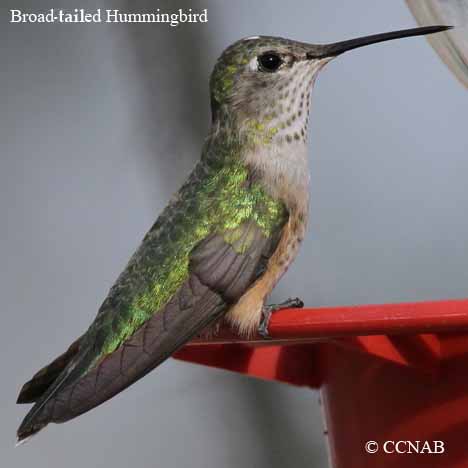 Broad-tailed Hummingbird