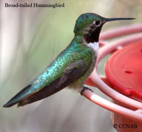 Broad-tailed Hummingbird