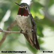 Broad-tailed Hummingbird