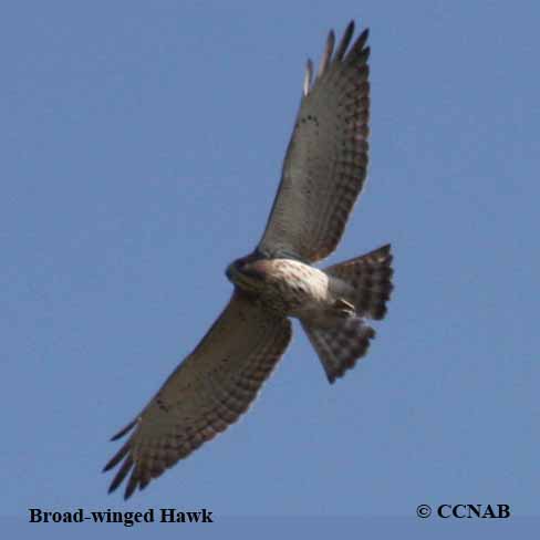 Broad-winged Hawk