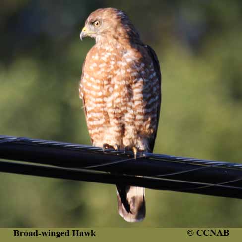 Broad-winged Hawk range map