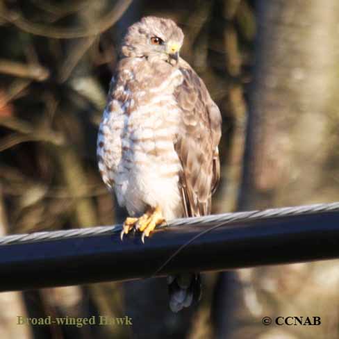 Broad-winged Hawk