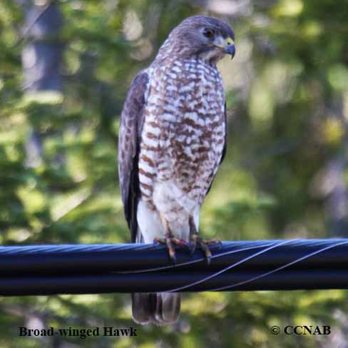 Birds of North America