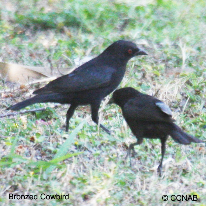 Birds of North America