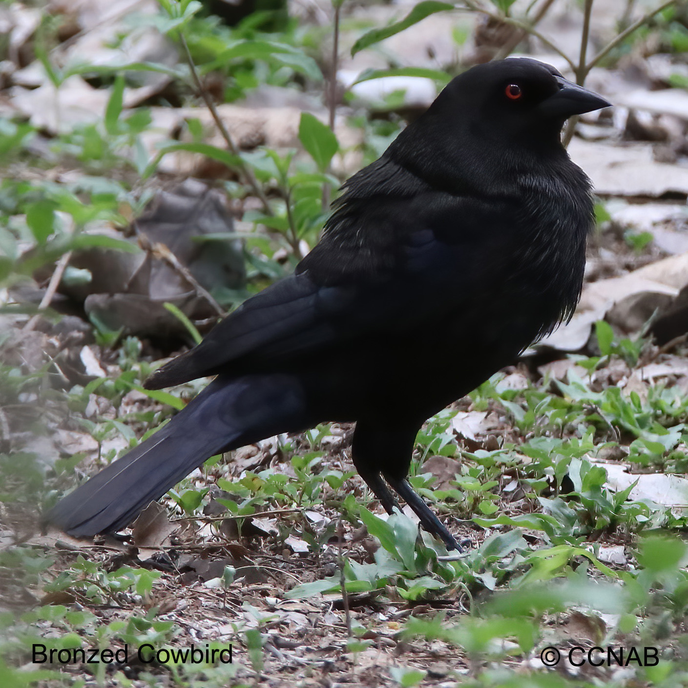 Bronzed Cowbird