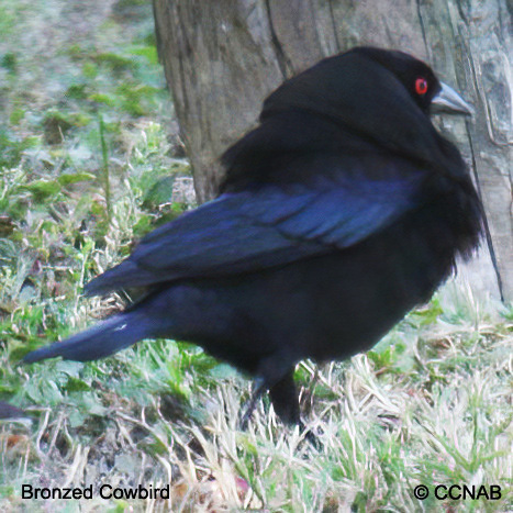 Birds of North America