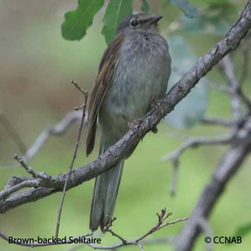 Brown-backed Solitaire