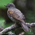 Brown-backed Solitaire range map