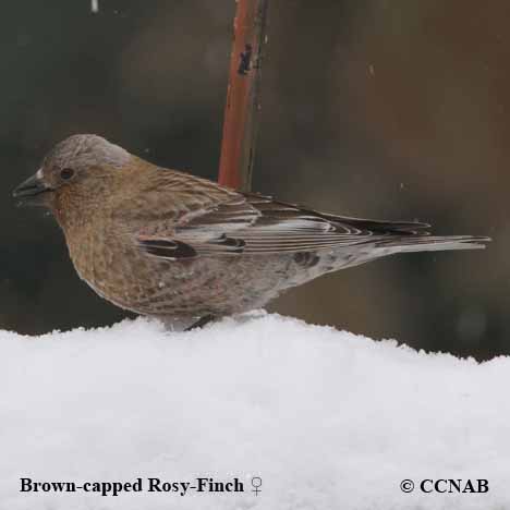 Brown-capped Rosy-Finch