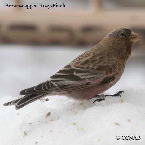 Brown-capped Rosy-Finch