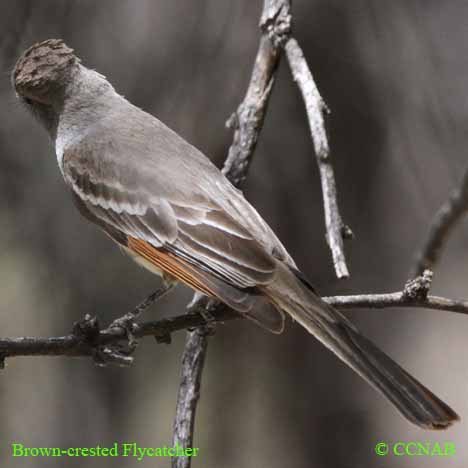 Brown-crested Flycatcher