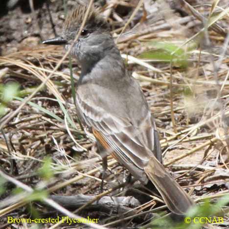 Brown-crested Flycatcher