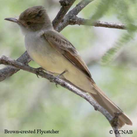 Brown-crested Flycatcher