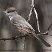 Brown-crested Flycatcher range map