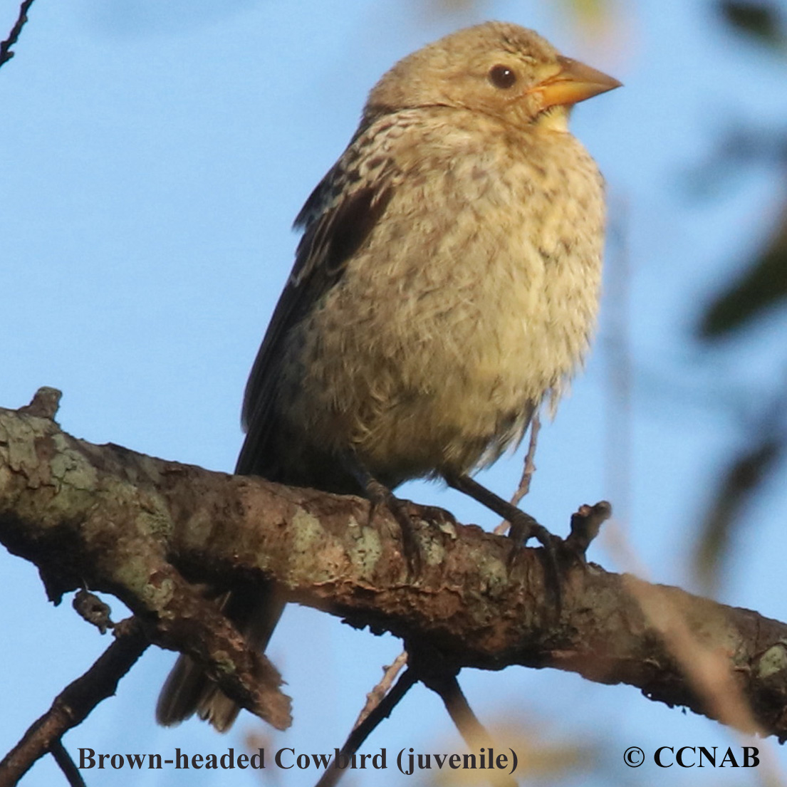 Brown-headed Cowbird