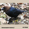 Brown-headed Cowbird songs and calls