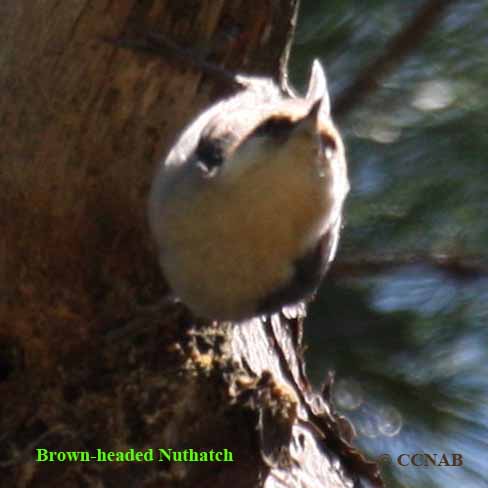 Brown-headed Nuthatch