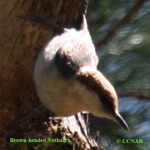 Brown-headed Nuthatch