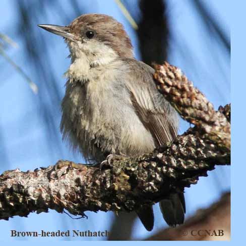 Brown-headed Nuthatch