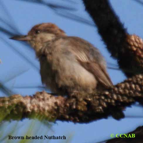 Brown-headed Nuthatch