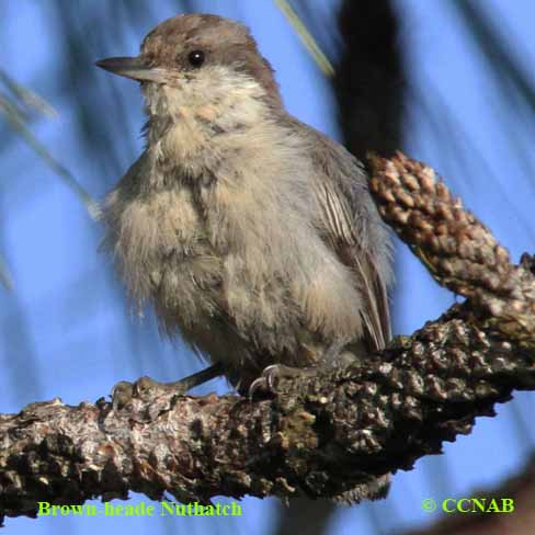 Brown-headed Nuthatch