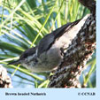 Brown-headed Nuthatch range map