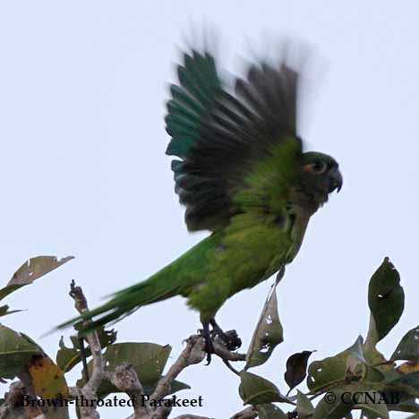 Birds of North America