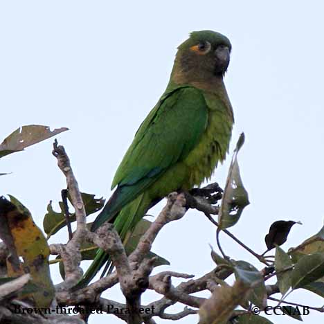 Brown-throated Parakeet