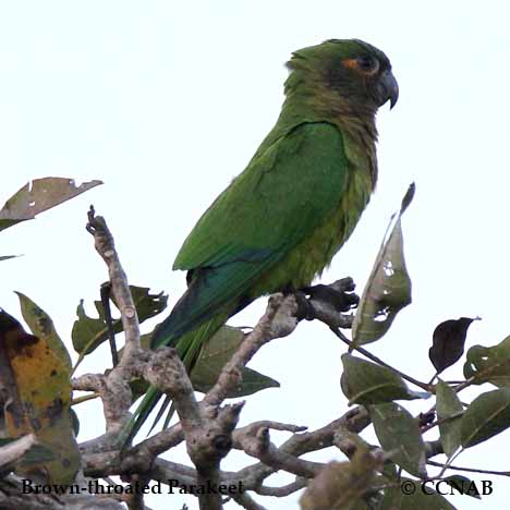 Brown-throated Parakeet