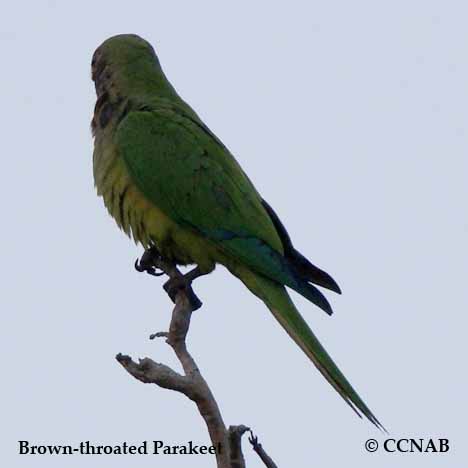 Brown-throated Parakeet