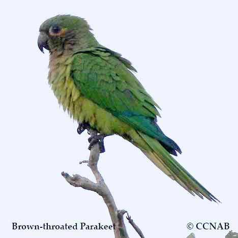 Brown-throated Parakeet