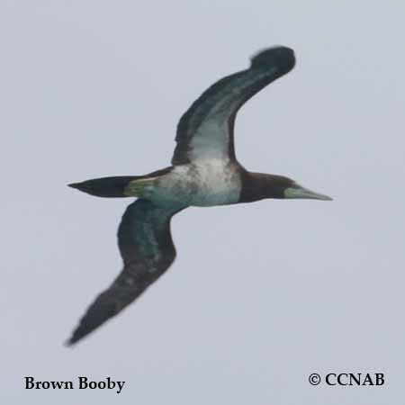 Brown Booby