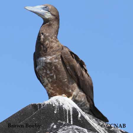 Brown Booby