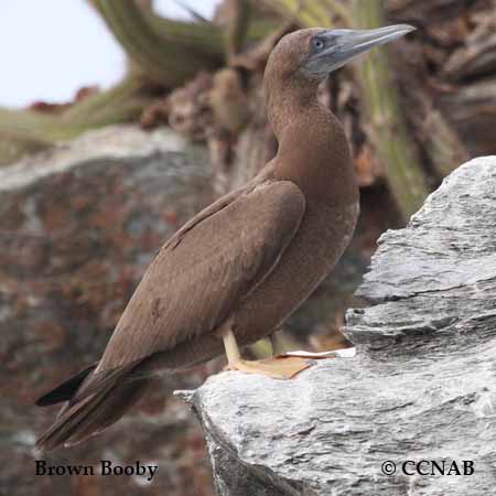 Birds of North America